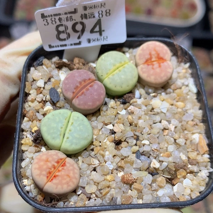 sss好喜欢这个894