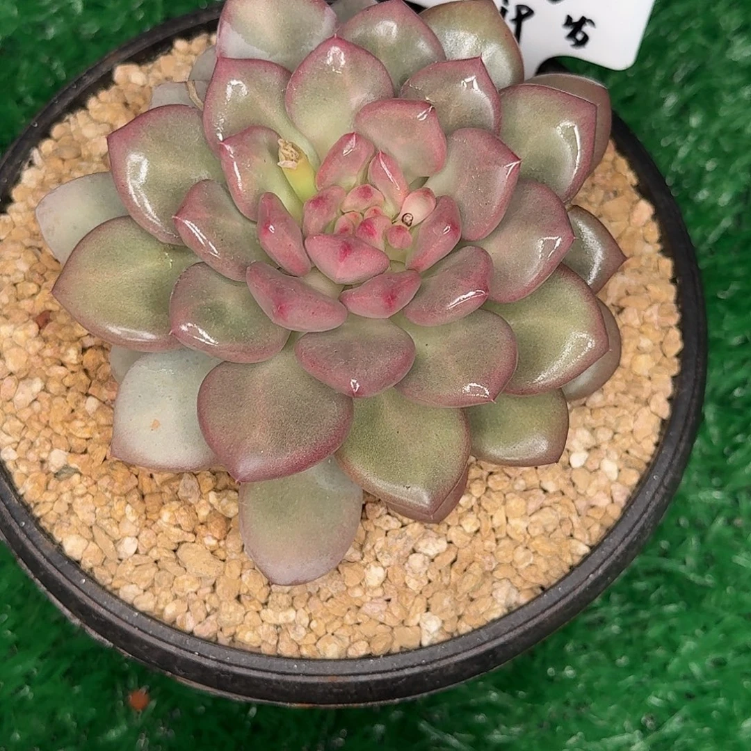 *****单头多肉植物发货