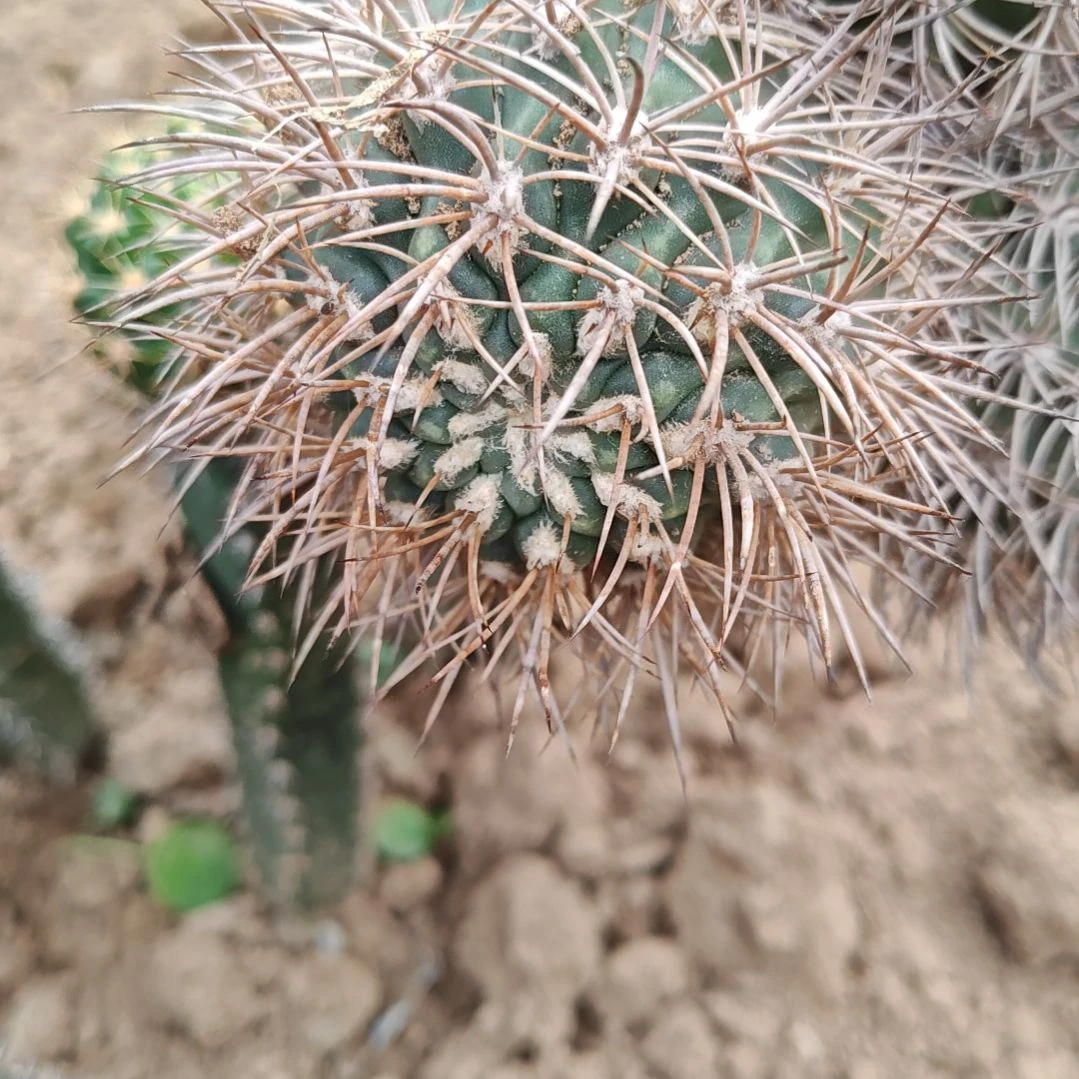 逆暴丸侧芽仙人球6厘米左右福