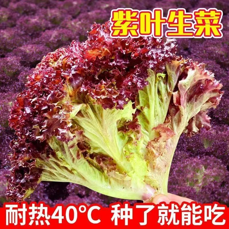 紫生菜种子种籽大全苗四季罗马秧菜苗奶油盆栽带跟蔬菜孑