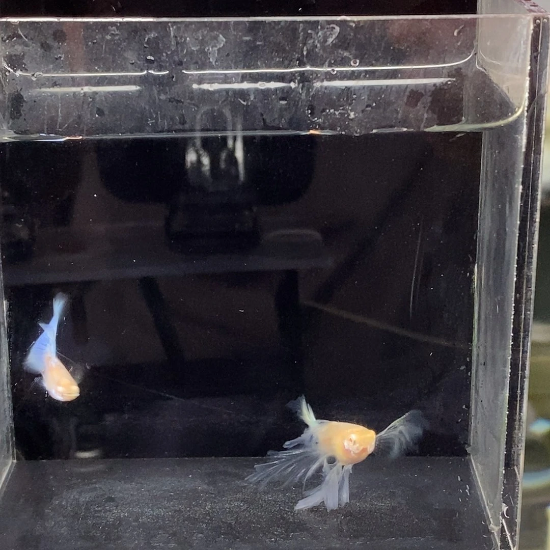 大***狼孔雀鱼蓝白绣球一对