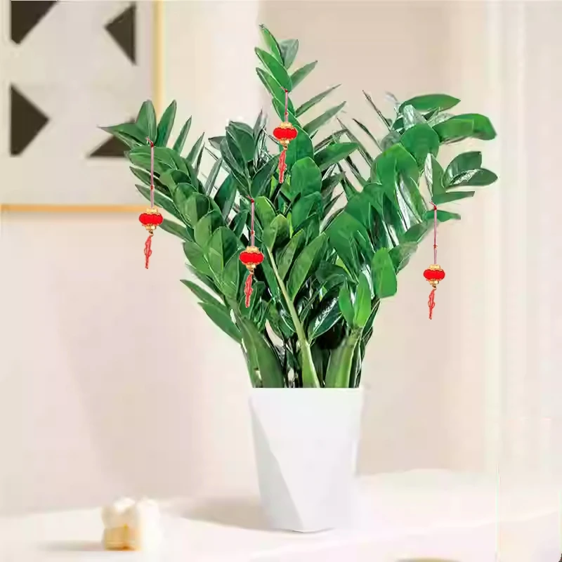 雀森带挂件金钱树带盆净化空气室内绿植耐旱好养年宵花