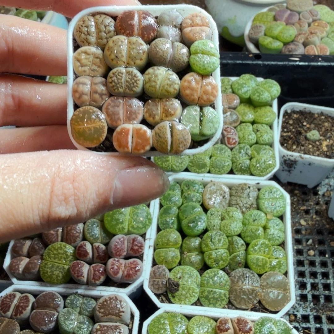 多肉葡萄的味道真的820