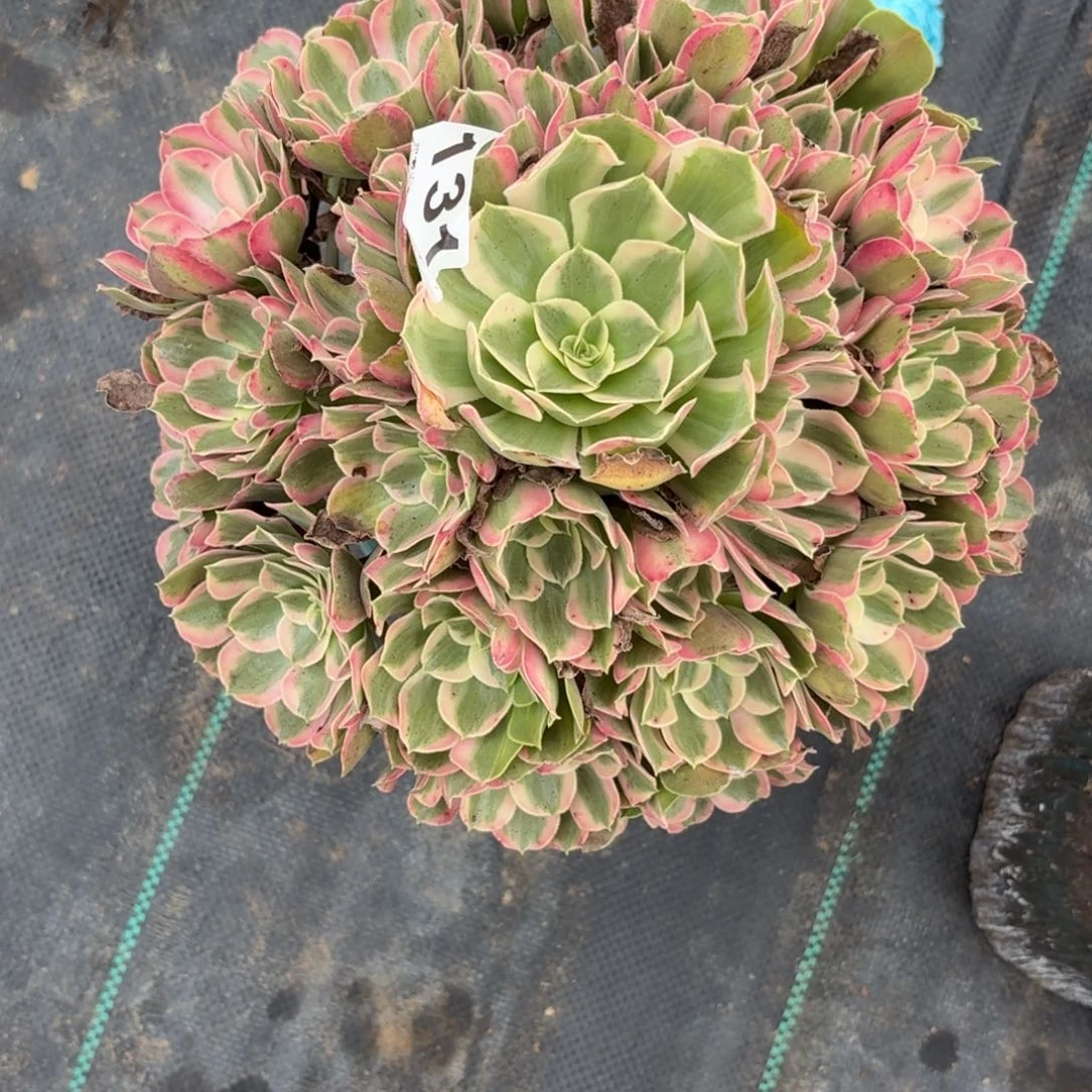 131男神多肉植物发货