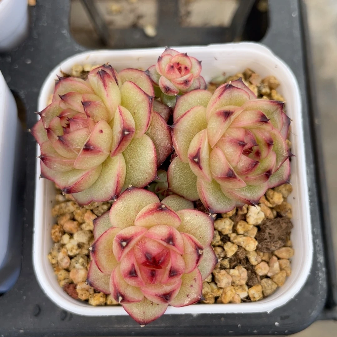 优选精品精控珍妮2699