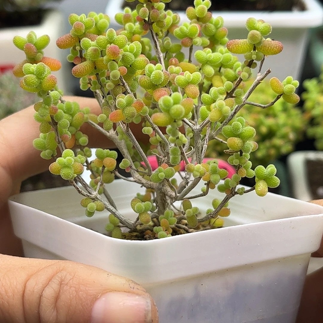 47金桔糖球优选枝干