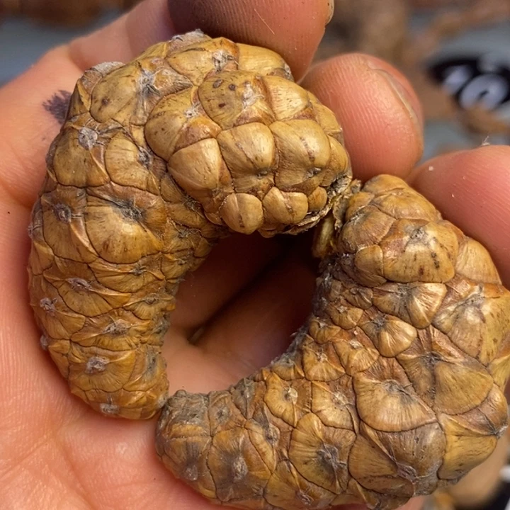 文玩核桃吊坠拿姐工艺和21