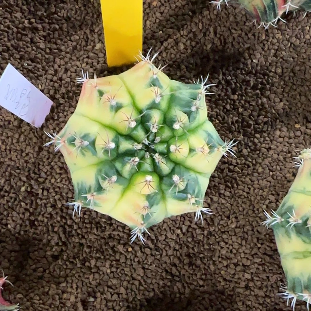 L743-1219泰国发货 奶黄包