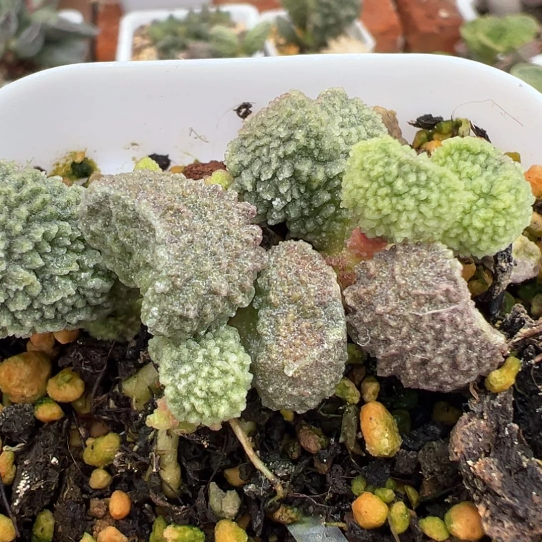 绿色圆球实生新品多头纯木质桩