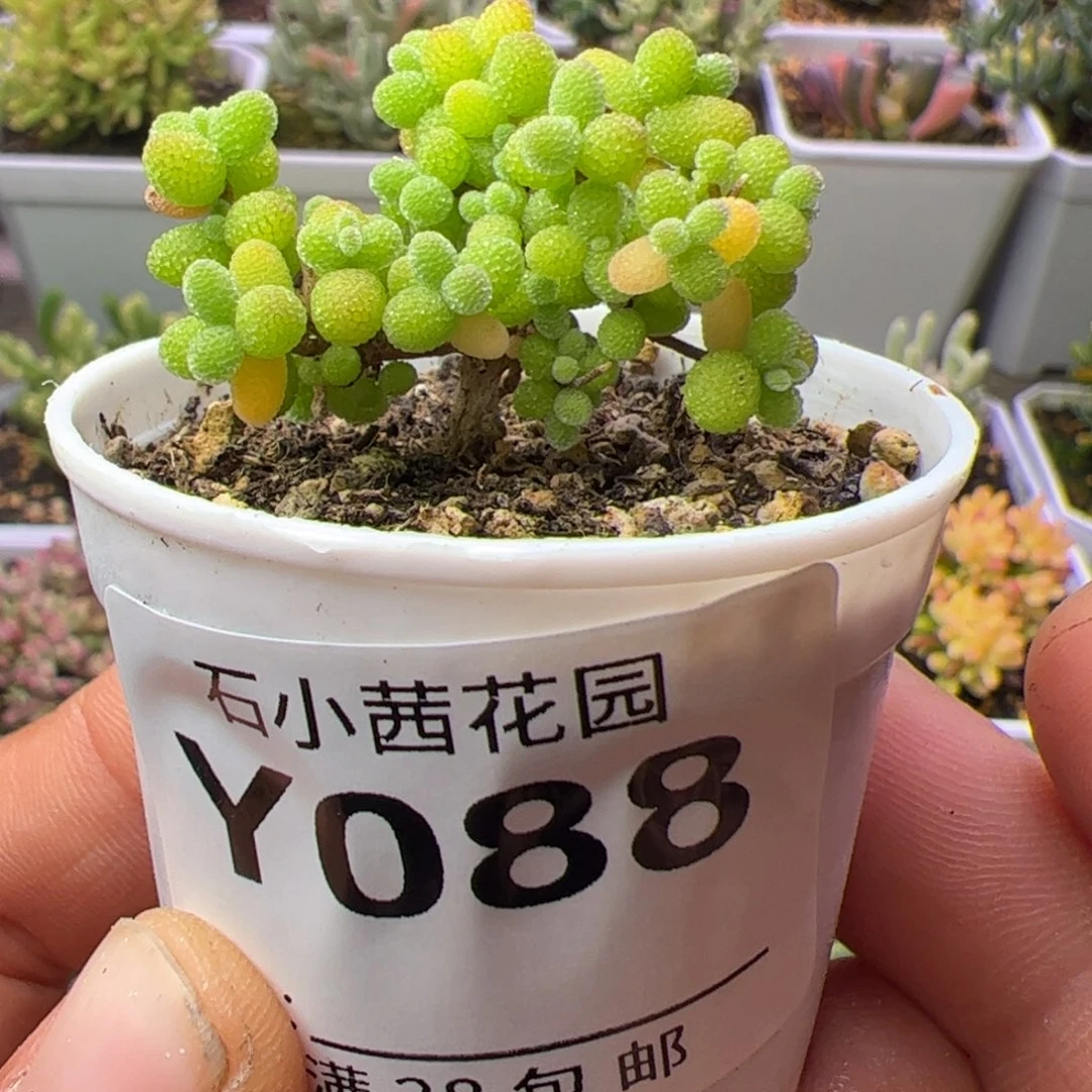 多肉植物枝干番杏金桔