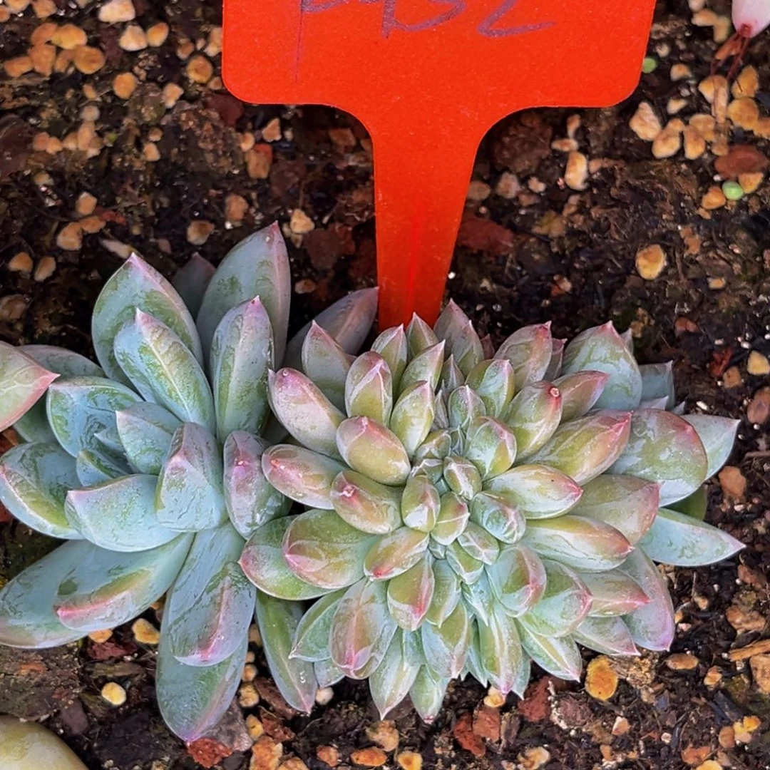 2432号晚上多肉植物群生多肉