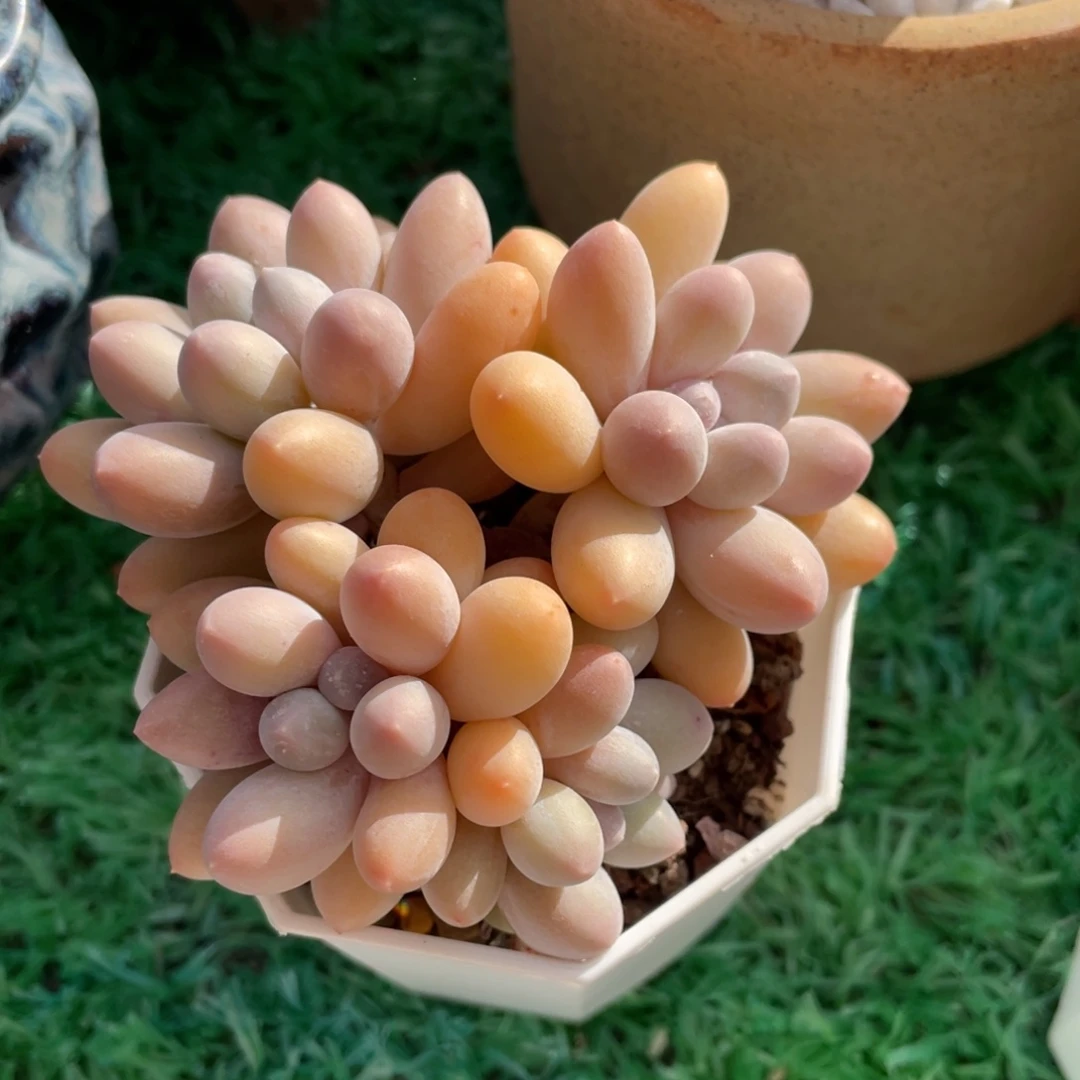 汤圆多肉植物盆栽，