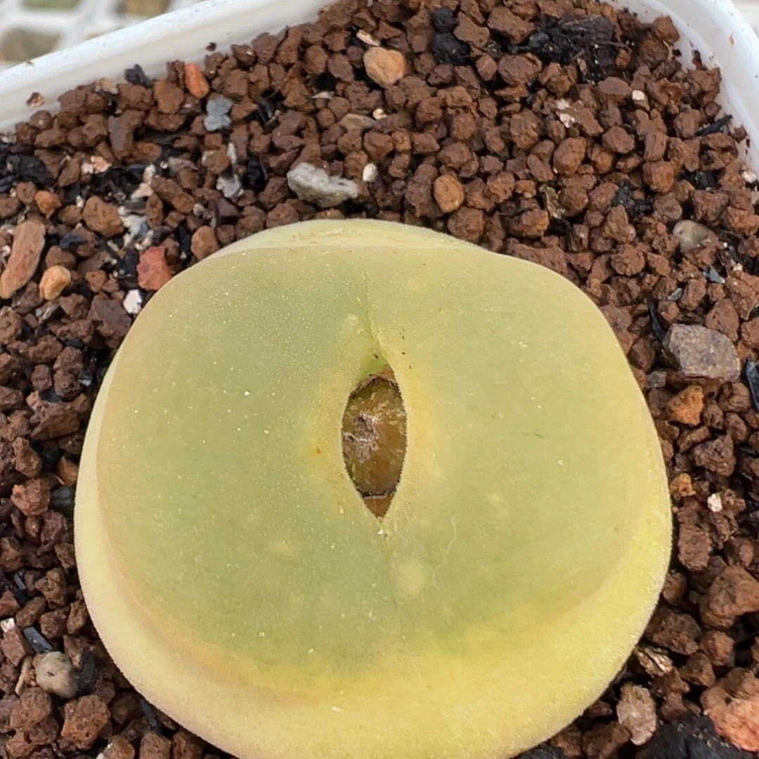 36多肉植物百科植物