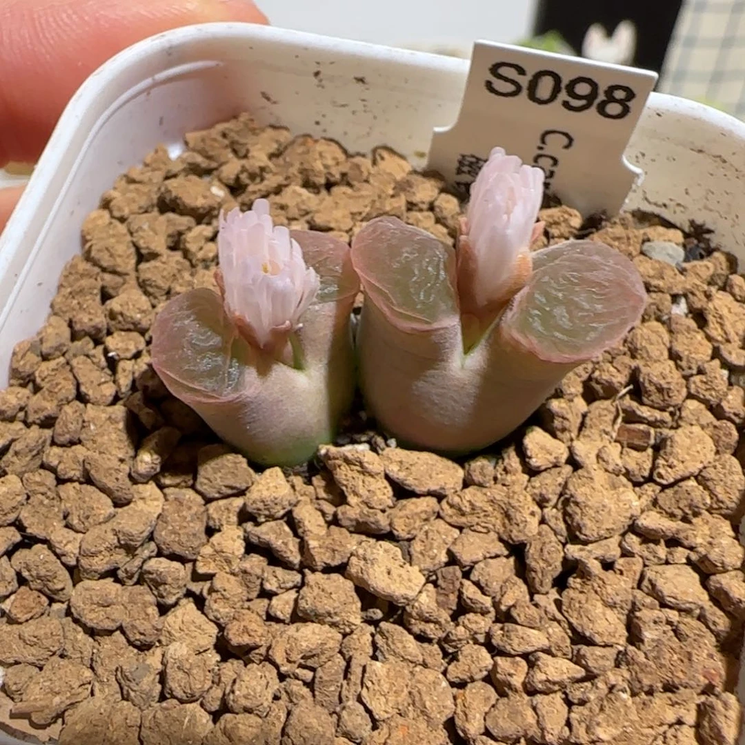肉锥多肉植物组合-磁铁母本1759