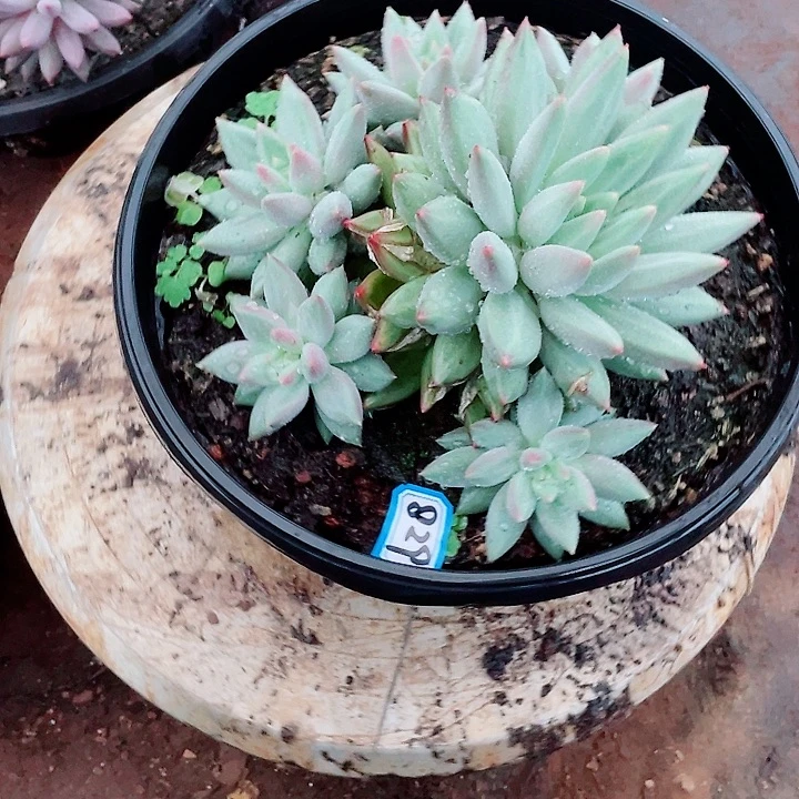 829 美人 一物一拍