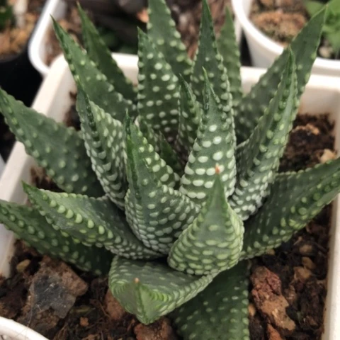 白瓷泪珠硬叶硬叶