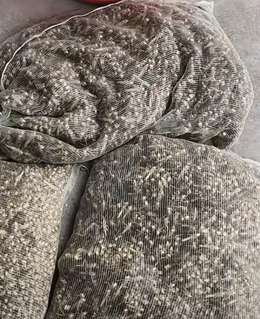 人工挑拣带籽活母蚂蚱（买五斤➕一斤金龟子品尝）