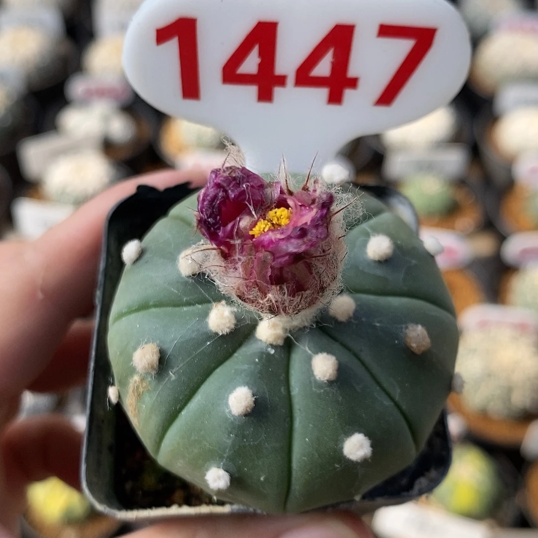 1447昭和红花福利团在