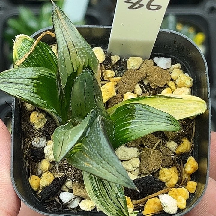 86芭提雅茜云锦头家多肉十二卷