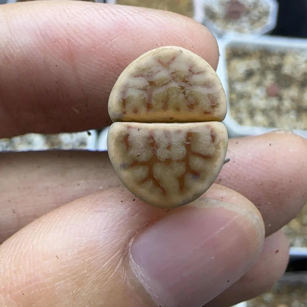 695秒生石花大棚直播