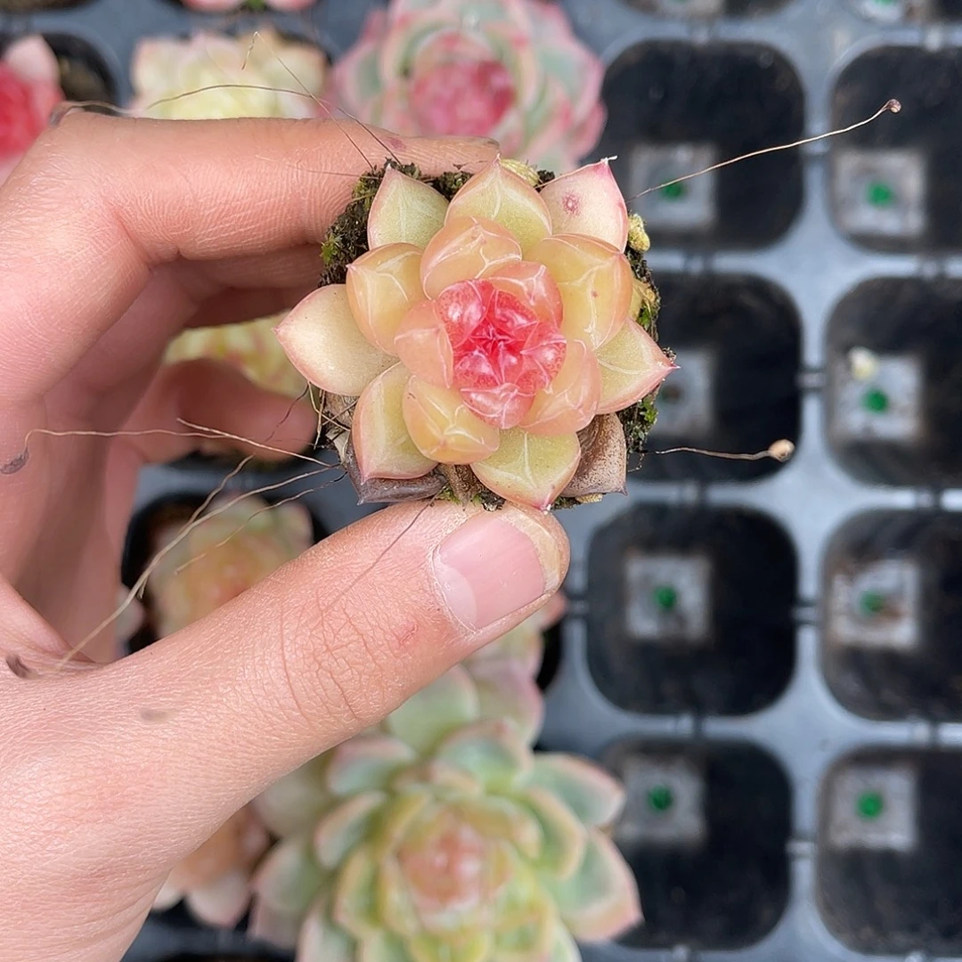 多肉一物一拍28-188