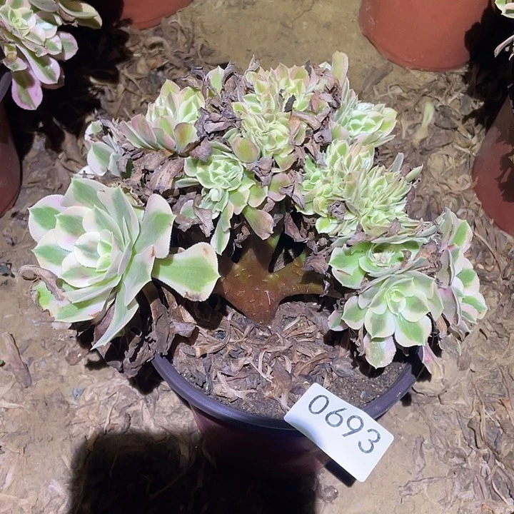多肉植物法师693女巫缀