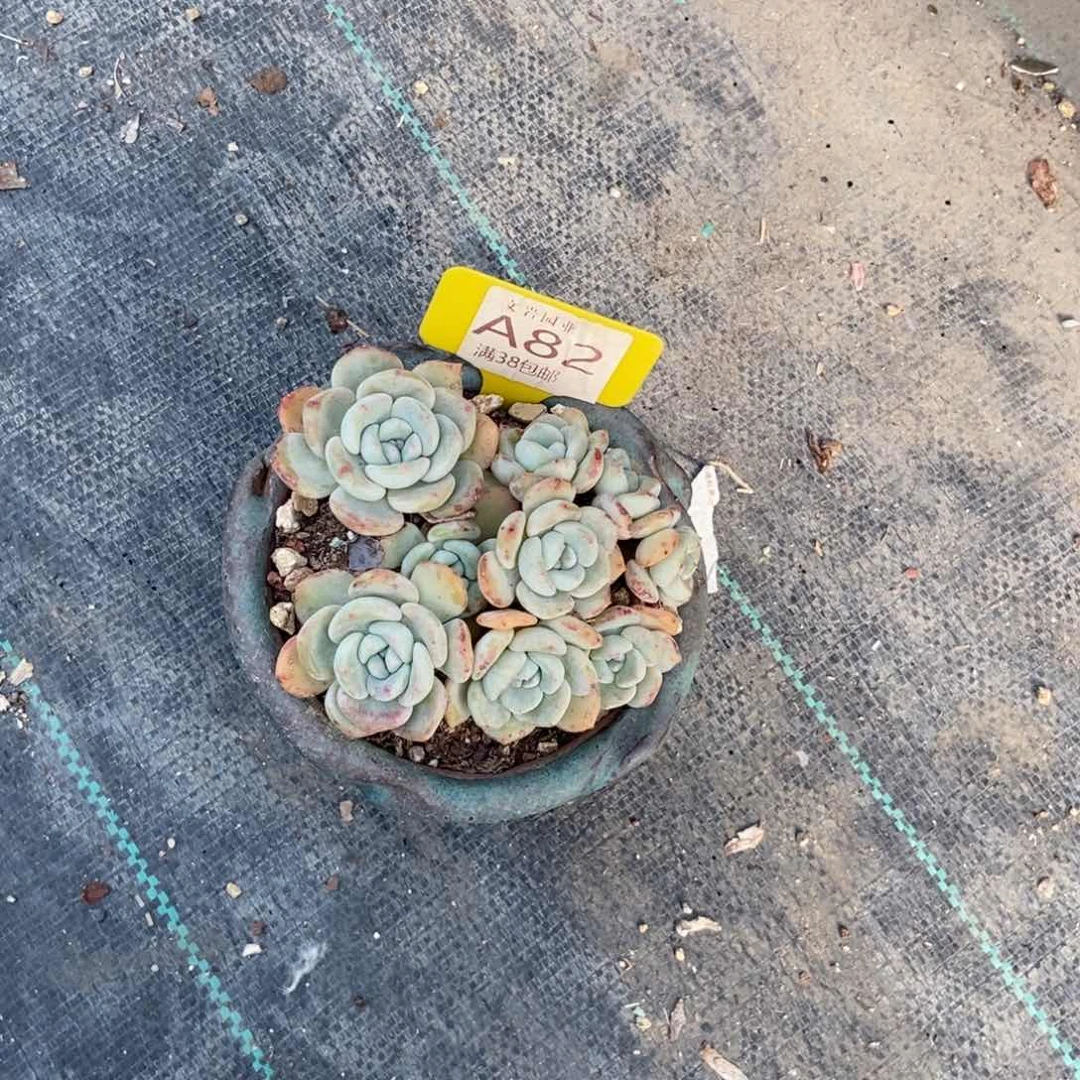 抱**❣多肉植物清凉