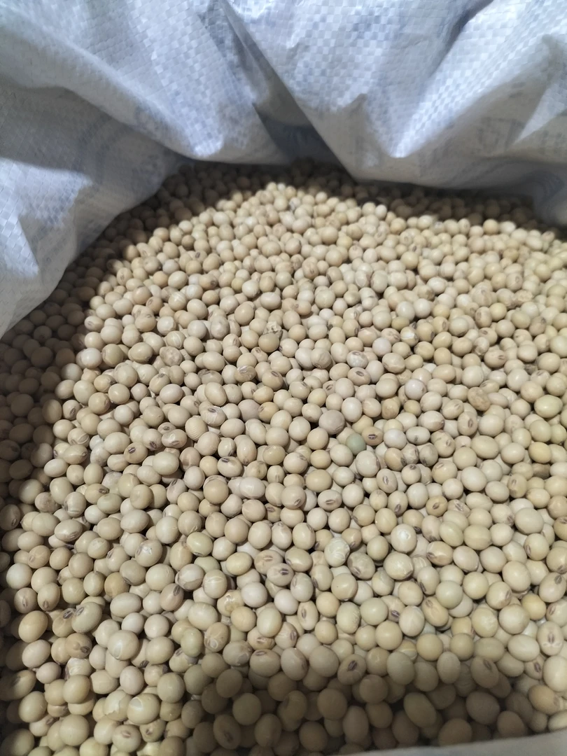 【本地黄豆】湘西农家自种黄豆