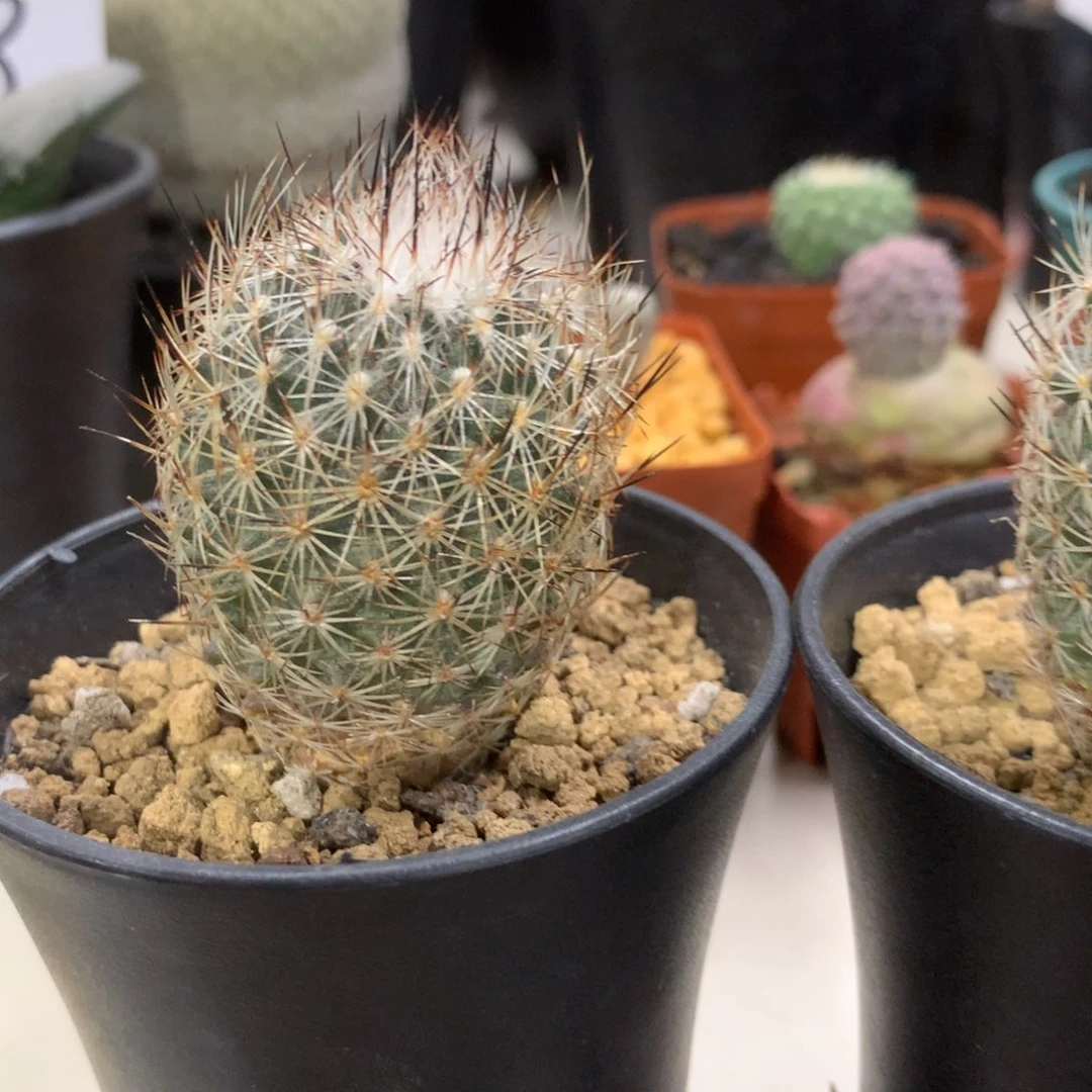 ?****?开播福利实生仙人球