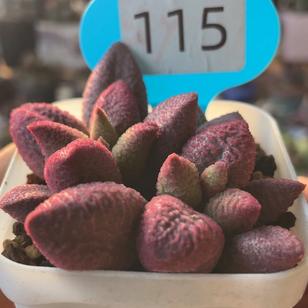 小****ღ      粉核桃。 115。