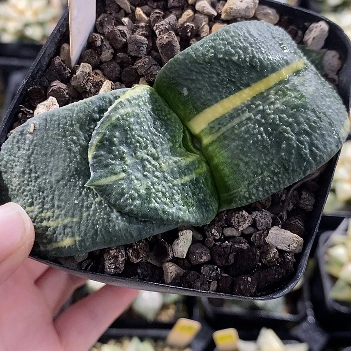 590卧牛锦一物一拍