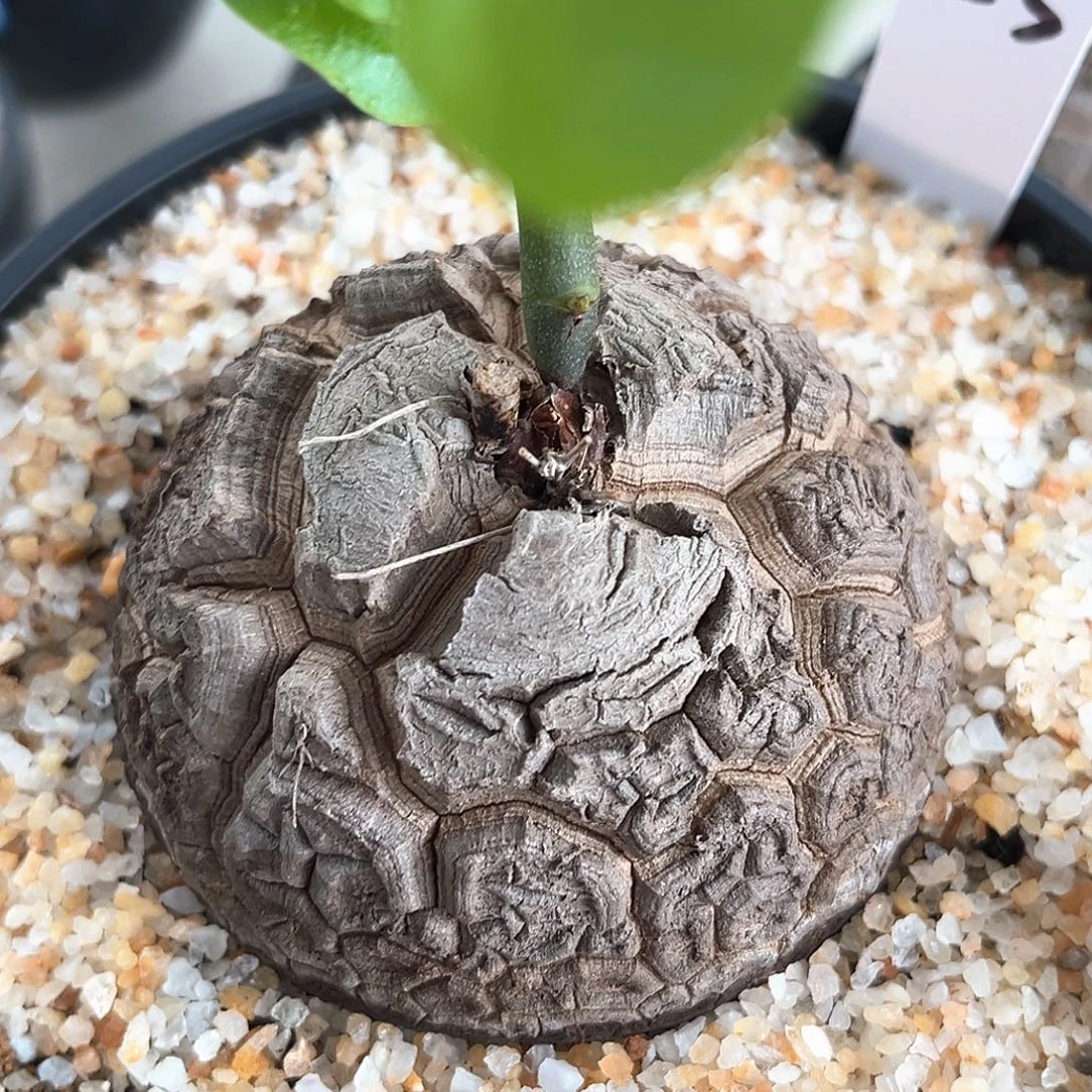 潮流植物深裂足球龟，K23