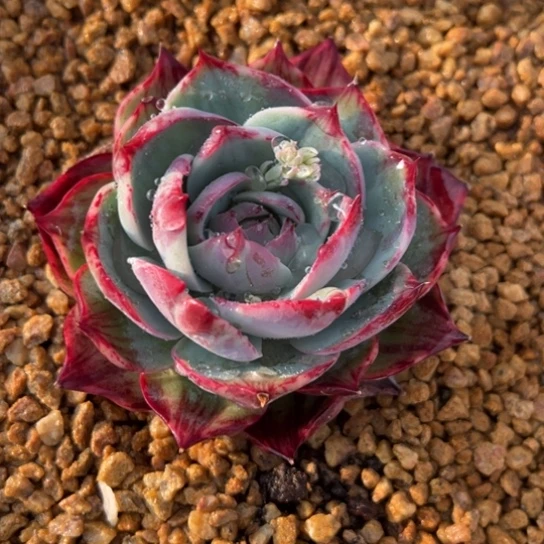 157惊鸿仙子 夏鸣园艺