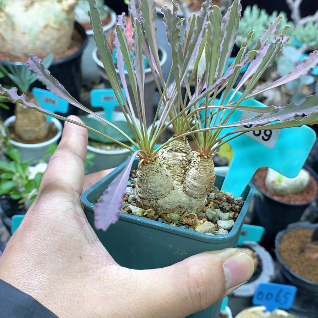 波涛大戟多肉植物