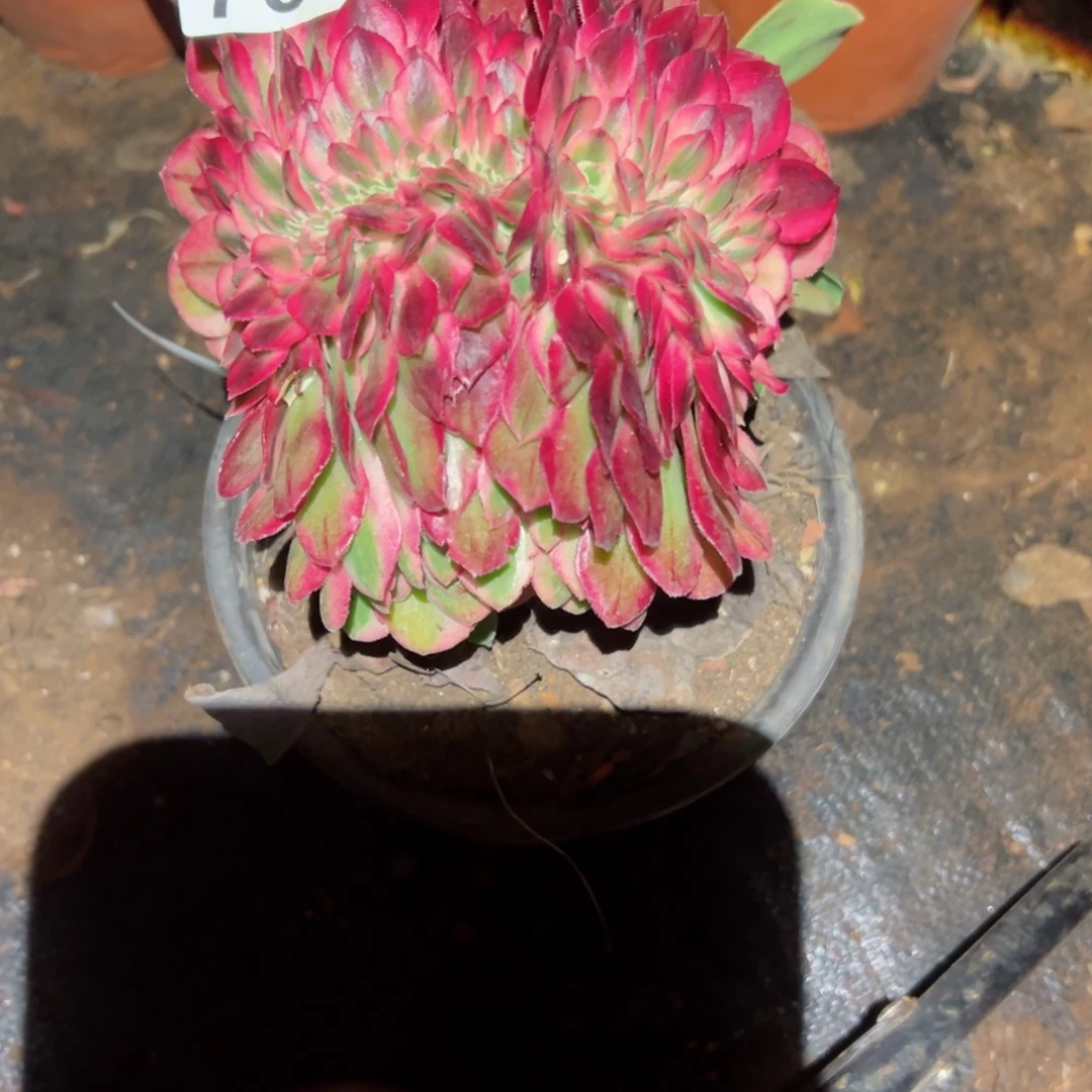 738 号多肉植物法师新年福利