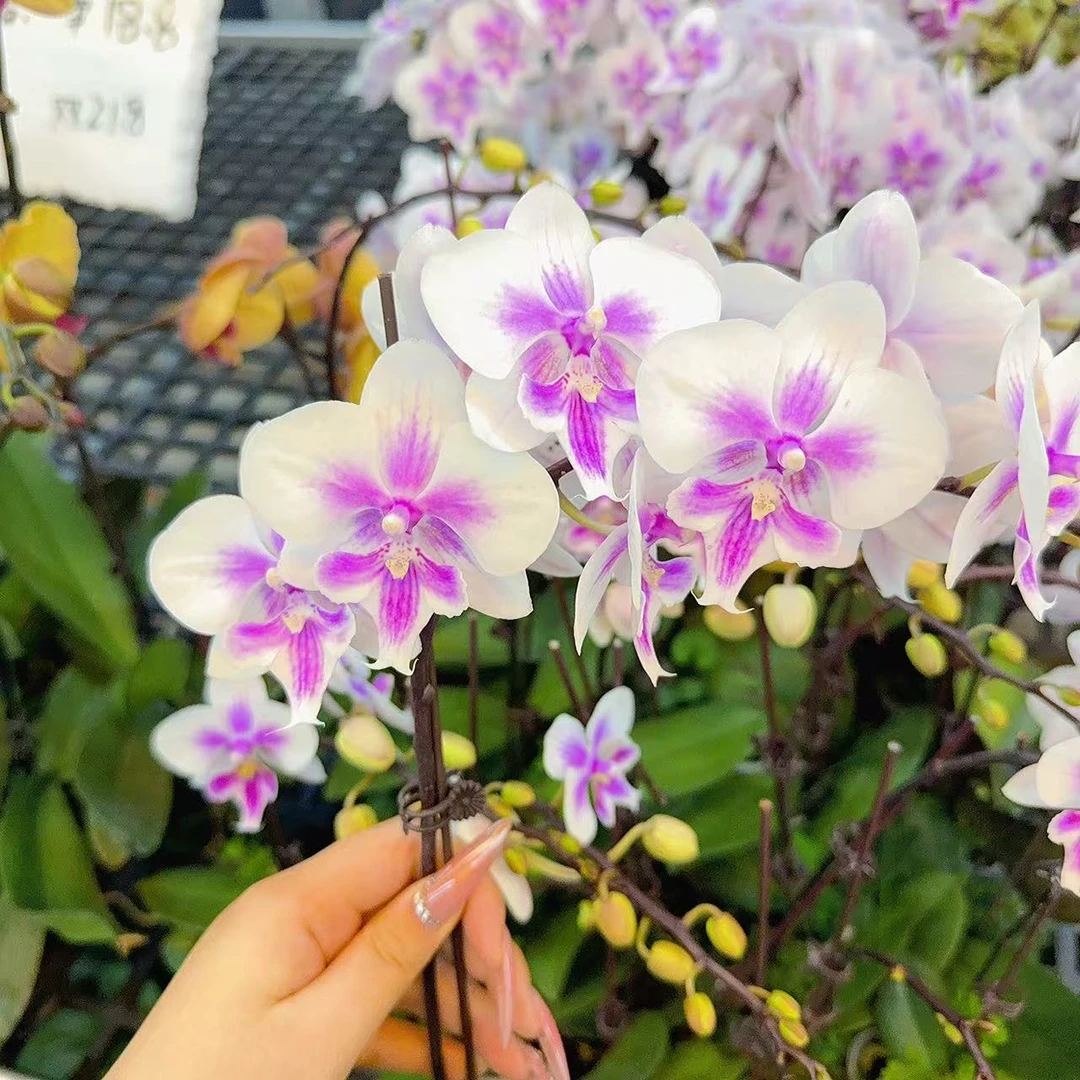 精选蝴蝶兰【阿雅】白色系 室内花卉绿植 佛山基地直发