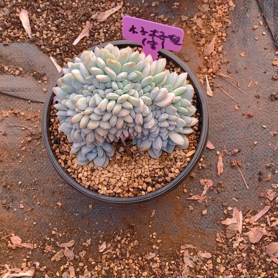 木***姐星影树缀化树缀