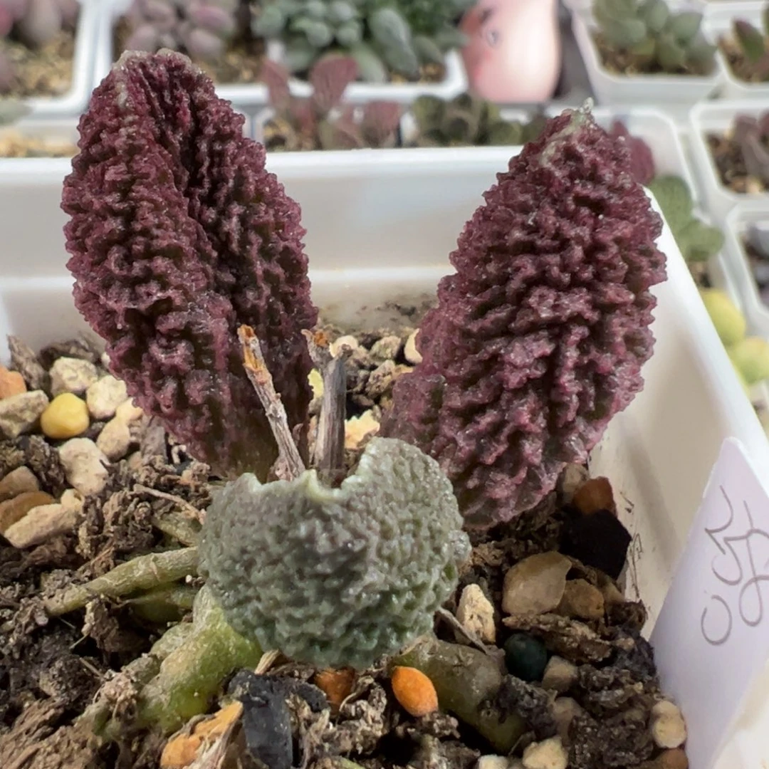 实生新品单头纯木质桩多肉植物