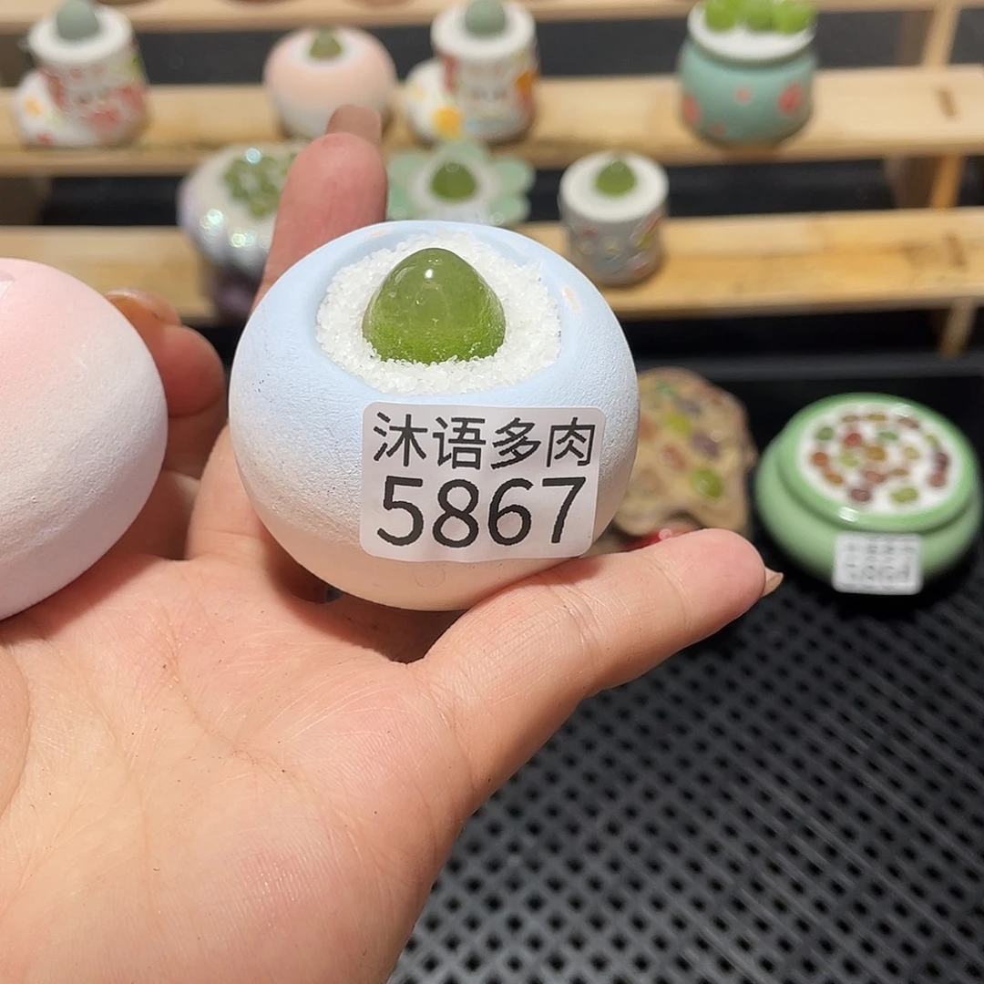 带盆土植物 一物一拍5867盆微瑕