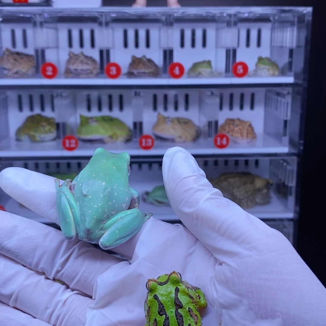 细***晨角蛙角蛙3-10cm闪购专享链接