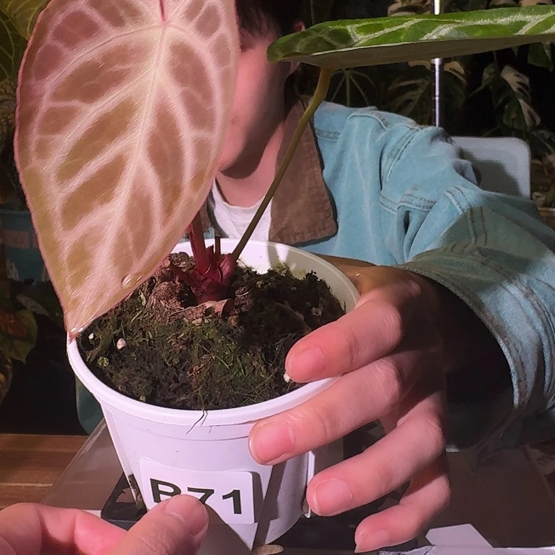 不开花植物B71粉色面纱杂银色面纱