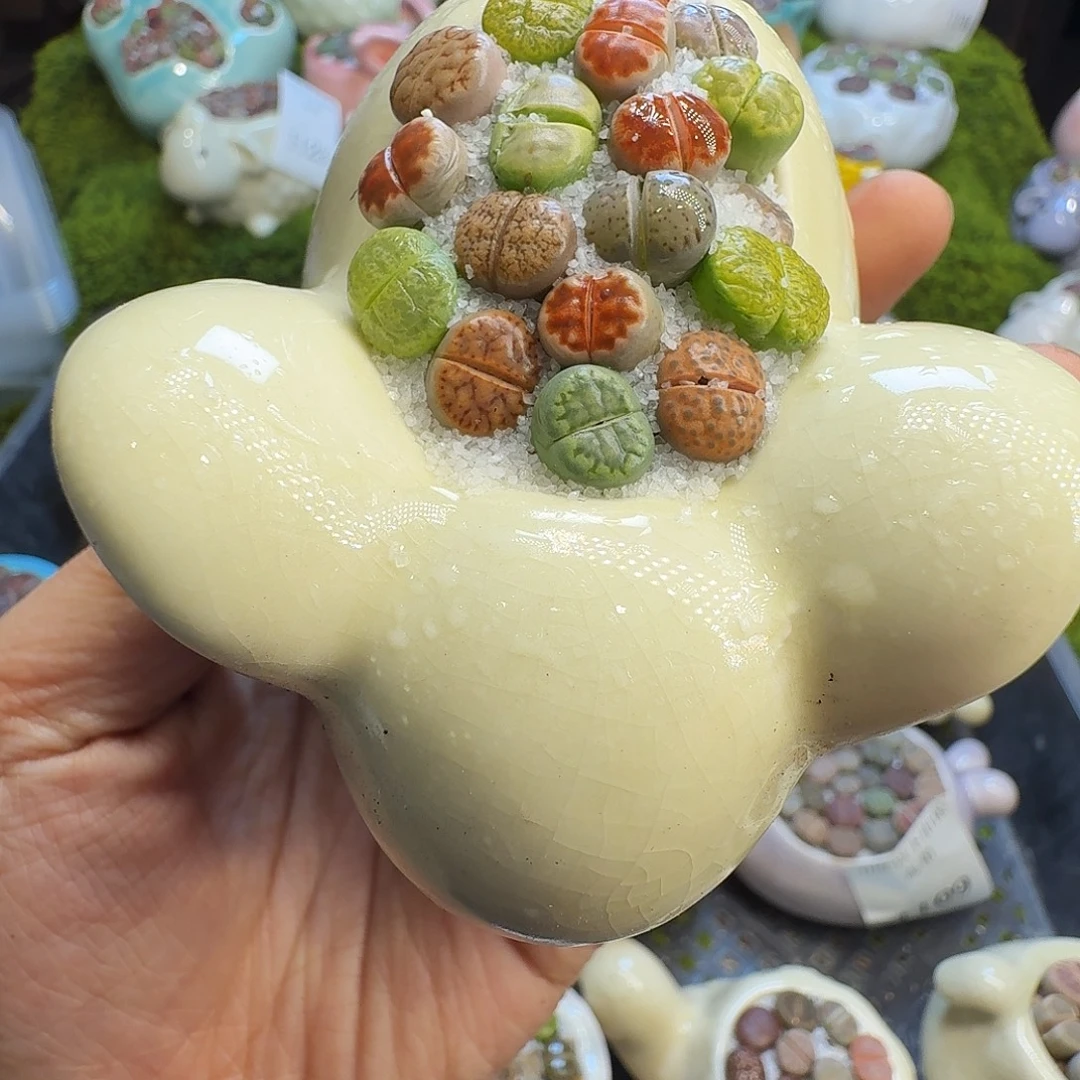 多肉植物福利冲1169