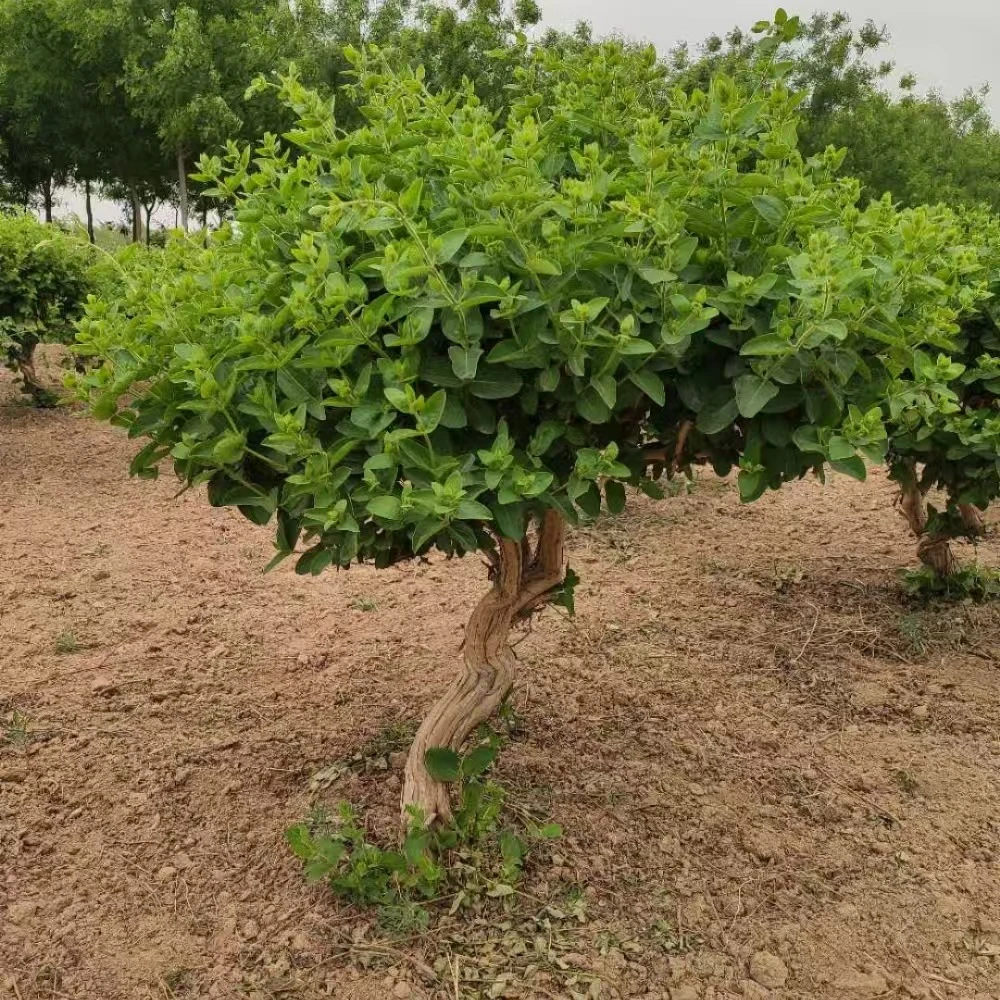金银花老桩阳台客厅盆栽地栽