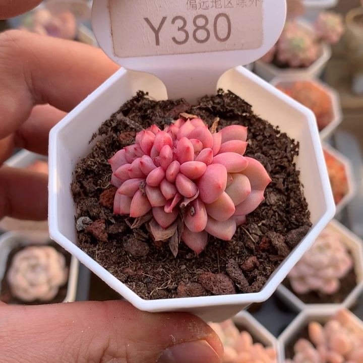 0380林依晨缀3.5厘米