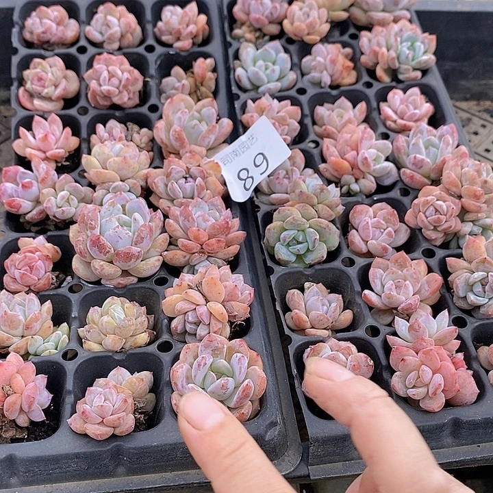 89 多肉植物盆栽植物