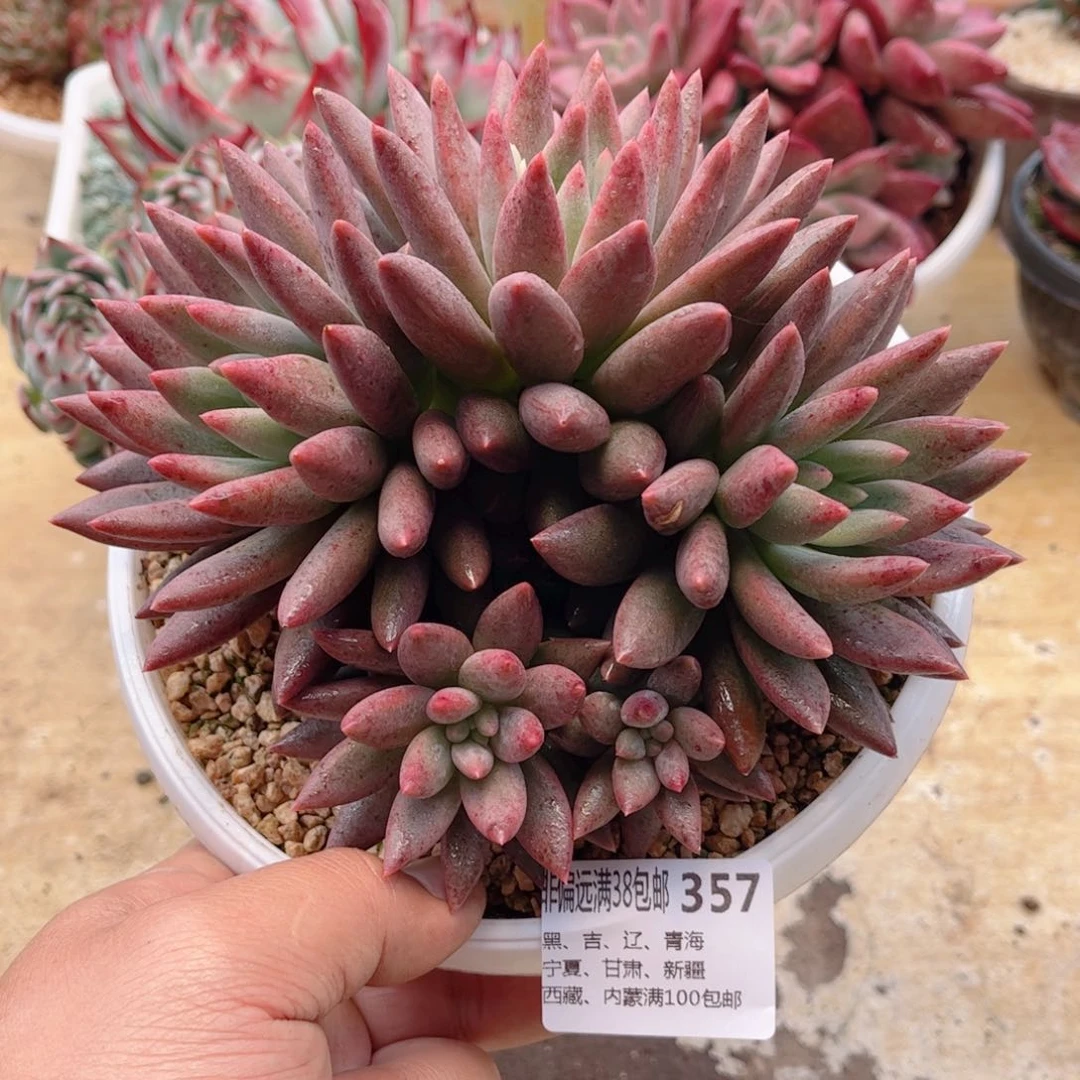 357胖体红蜻蜓德华多肉