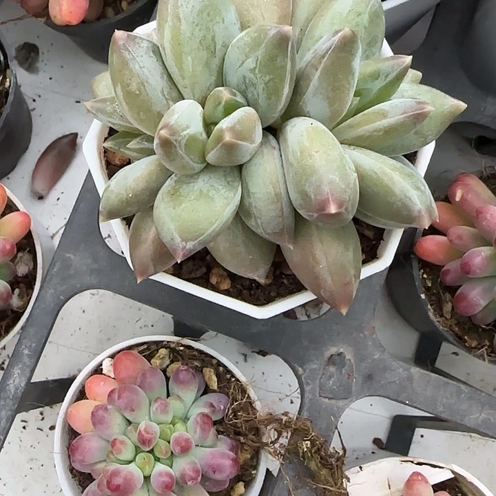 青蛙王子儿童牙膏套装11