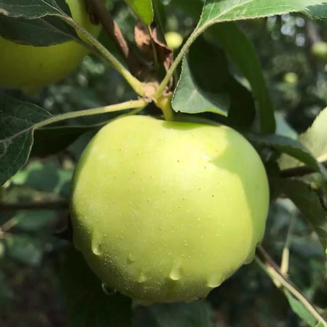 甘肃现摘新鲜黄元帅青苹果脆甜当季应季水果酸甜脆爽多汁