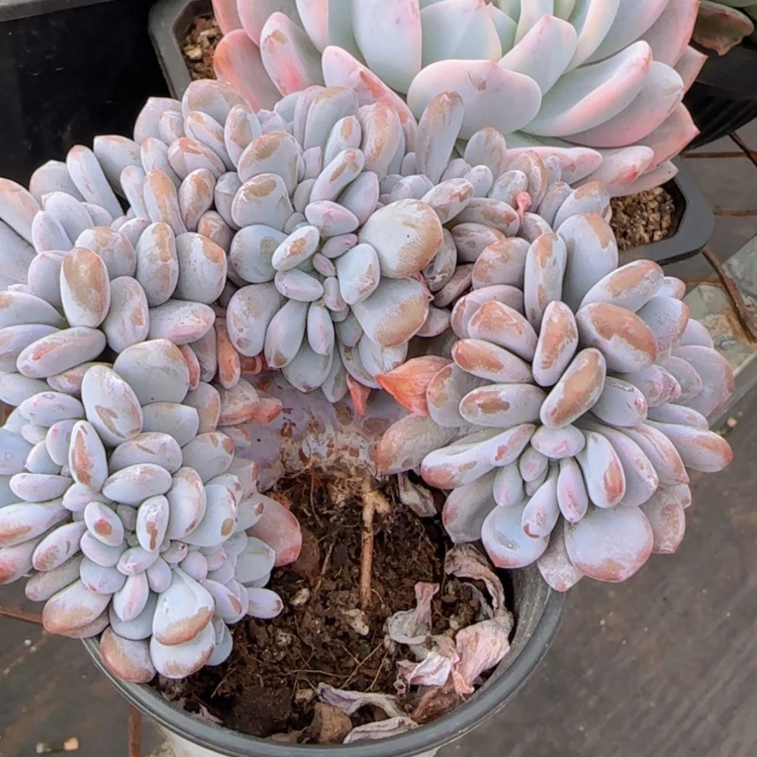 【闪购商品】粉兔缀化9.9