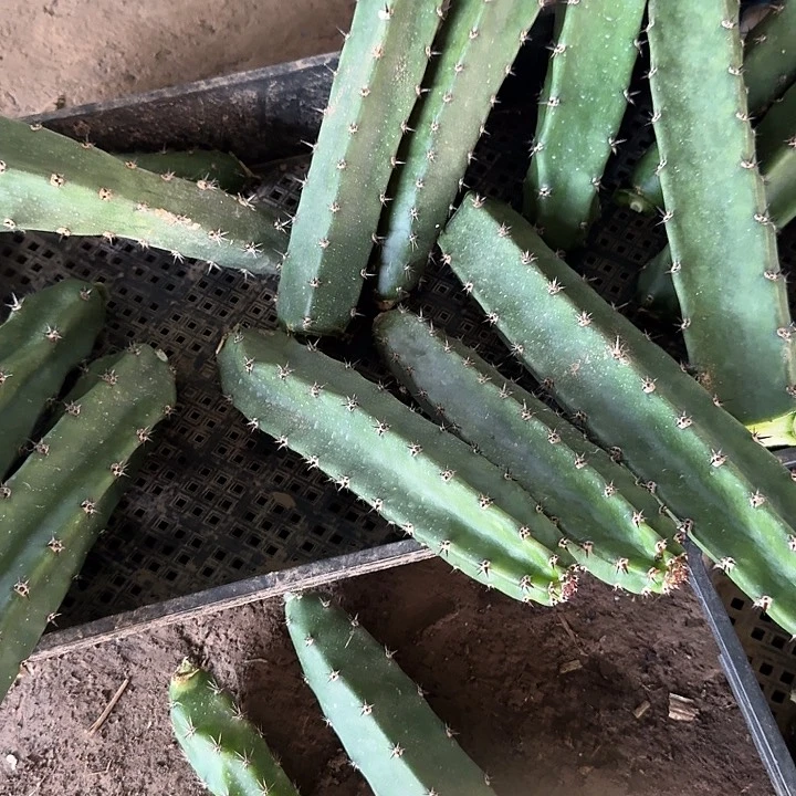 多代袖蒲侧芽拍一发七